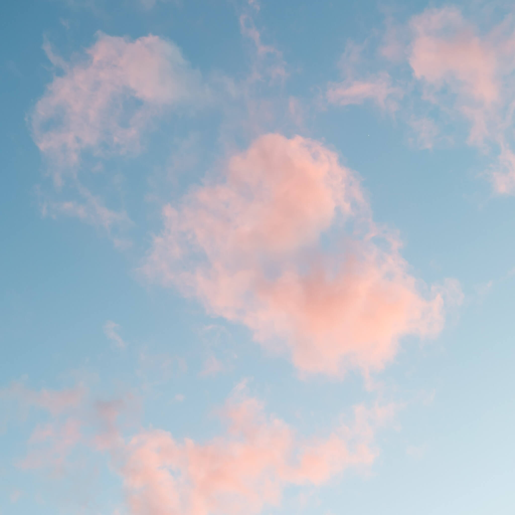 rosa skyer